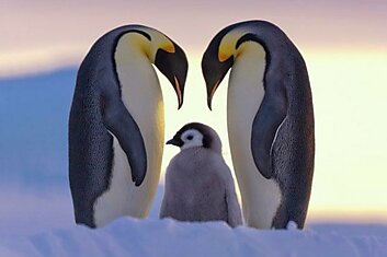 National Geographic показала лучшие фото природы