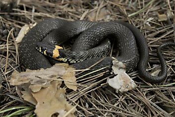 Жители Закарпатья находят больших змей в собственных домах: что делать с этой напастью