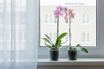 Рассадка орхидей, чтобы из одного растения получилась оранжерея