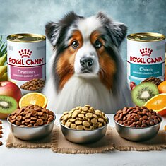 Как выбрать сухой корм для собак: анализ брендов Club 4 Paws, Royal Canin и Pro Plan