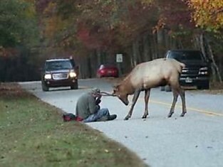 Олень против фотографа.