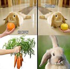 Зайка любит морковку