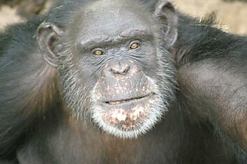 Шимпанзе Брент рисует шедевры языком