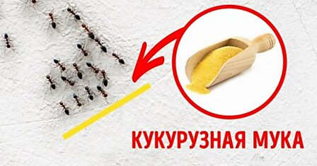 3 безопасных способа избавиться от насекомых в доме