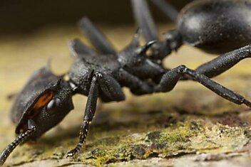 В джунглях Амазонки обнаружены муравьи, способные управлять своим падением