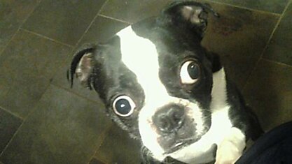 Бостон-терьер по кличке Бруски — собака с самыми большими глазами