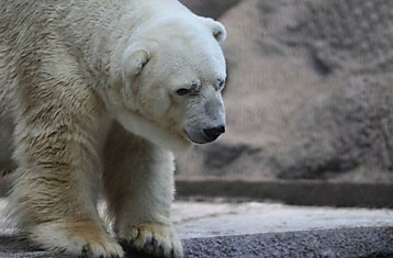 Артуро - самый печальный белый медведь в мире, который борется с 40 С жарой+видео