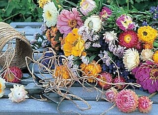 Сухоцветы  в вашем саду — красота круглый год