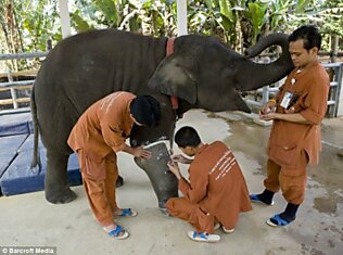 Спасение слонихи Моши (3 фото)