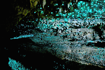 Cветящиеся пещеры Вайтомо