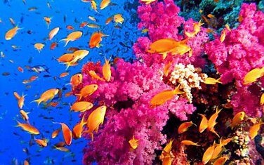 Личинки кораллов могут чуять разницу между здоровыми и поврежденными рифами