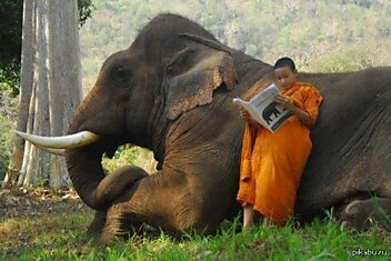 Инструкция по эксплуатации слона