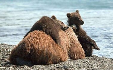 Медвежата с мамой на Курильском озере