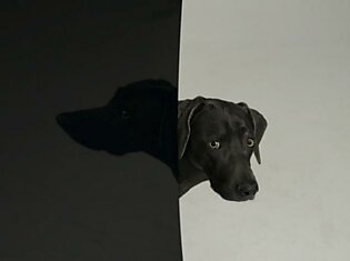 William Wegman стал известен своими фотографиями собак