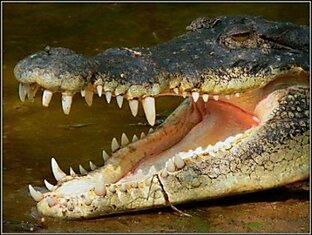 Интересное о крокодилах (22 фото)