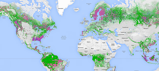 Google выпустил карту лесов мира: Global Forest Watch