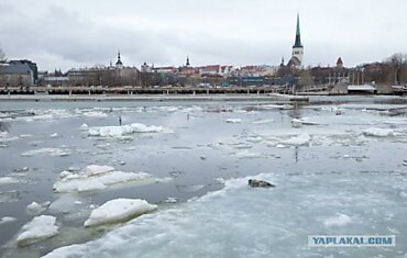 Утро городского тюленя.