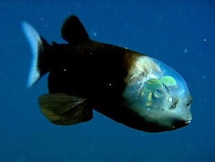 Рыбка с прозрачной головой