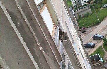 Спасение кошки, застрявшей на 7 этаже