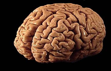 Биологические мозги вряд ли будут последней стадией интеллекта