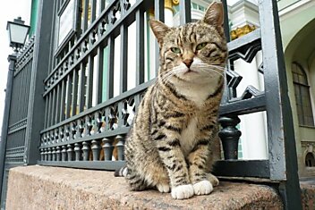 В Новороссийске официально трудоустроили кота
