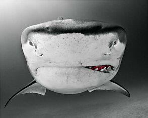 Ироничные акулы Тодда Бретля (Todd Bretl)