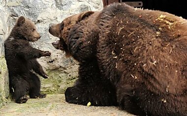 Медвежье воспитание