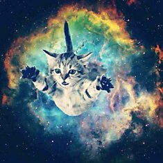 Космо-котэ (space cat)