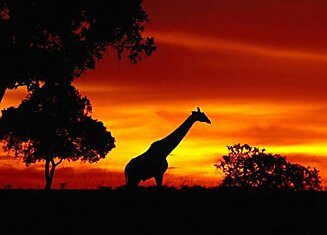 7 фактов о жирафах