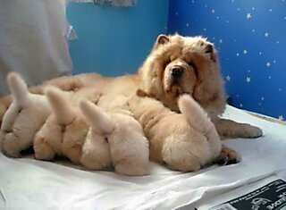 20 собак-мам, которые безмерно гордятся своими щенятами