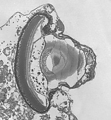У одноклеточных нашли копию глаза высших животных: подобие глаза состоит из элементов, напоминающих хрусталик, роговицу, зрачок и сетчатку