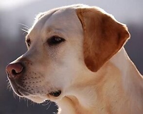 Самые трогательные истории о собачьей преданности (10 фото)