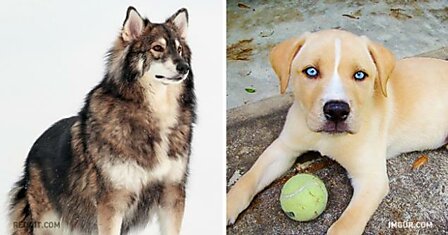 15 пород собак, в реальность которых сложно поверить