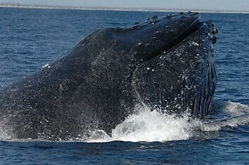 Горбатые киты в разных океанах отличаются – новое в биологии