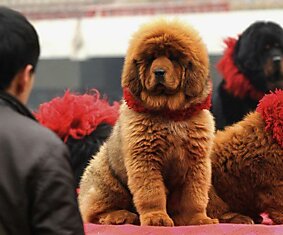 Китайский магнат выложил $1,5 млн за собаку