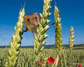 Фотографии из жизни мышей (17 штук)