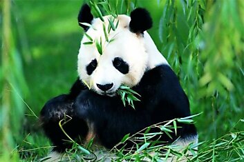 Как панды выживают на растительной диете