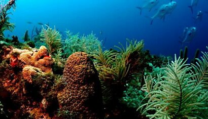 Искусственные коралы помогут очистить океаны от токсичных загрязнения