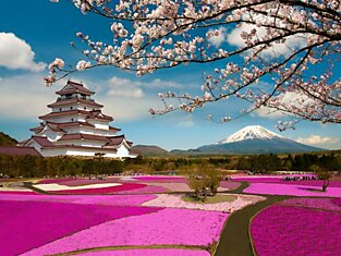 12 магических фотографий цветения сакуры