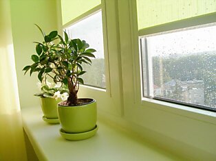 Растения в доме – чистый воздух и психологическая разгрузка