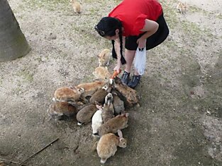 Окуносима - остров в Японии, где живут кролики