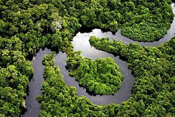 Бразилия строит гигантскую башню в амазонских лесах для мониторинга климата