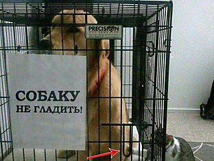 Коты нарушают запреты)