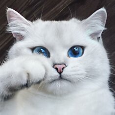 У этого кота самые красивые глаза на свете