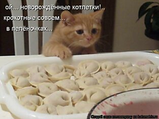 Забавные и позитивные котоматрицы