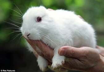 В Японии родился белый кролик без ушей