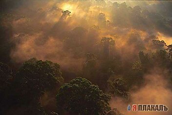 Тропический лес.