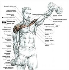 6 эффективных упражнений на плечи