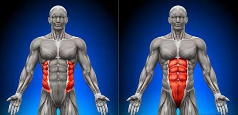 Поперечная мышца — пояс нашей стабильности