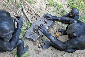 Шимпанзе бонобо могут создавать из камня примитивные орудия труда